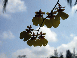 Flower in a tree at the Xinglong Tropical Garden