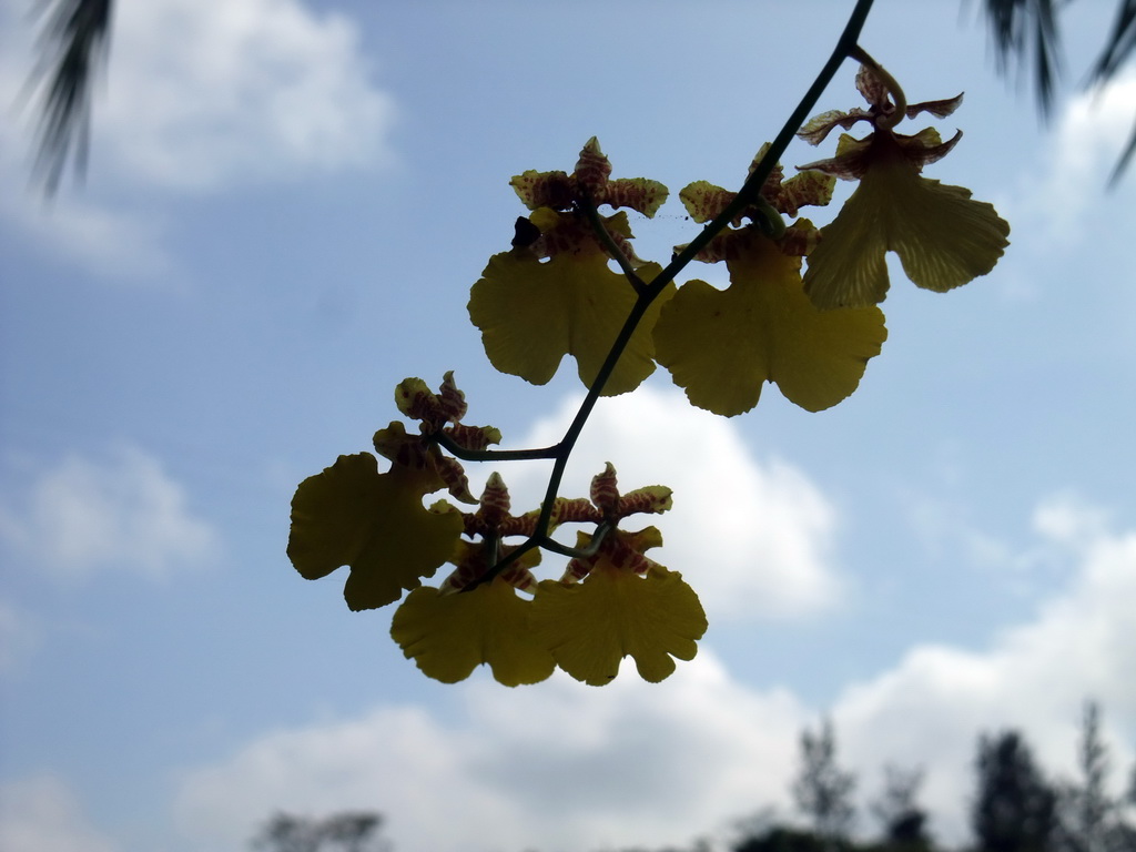 Flower in a tree at the Xinglong Tropical Garden