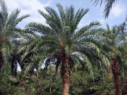 Palm trees at the Xinglong Tropical Garden