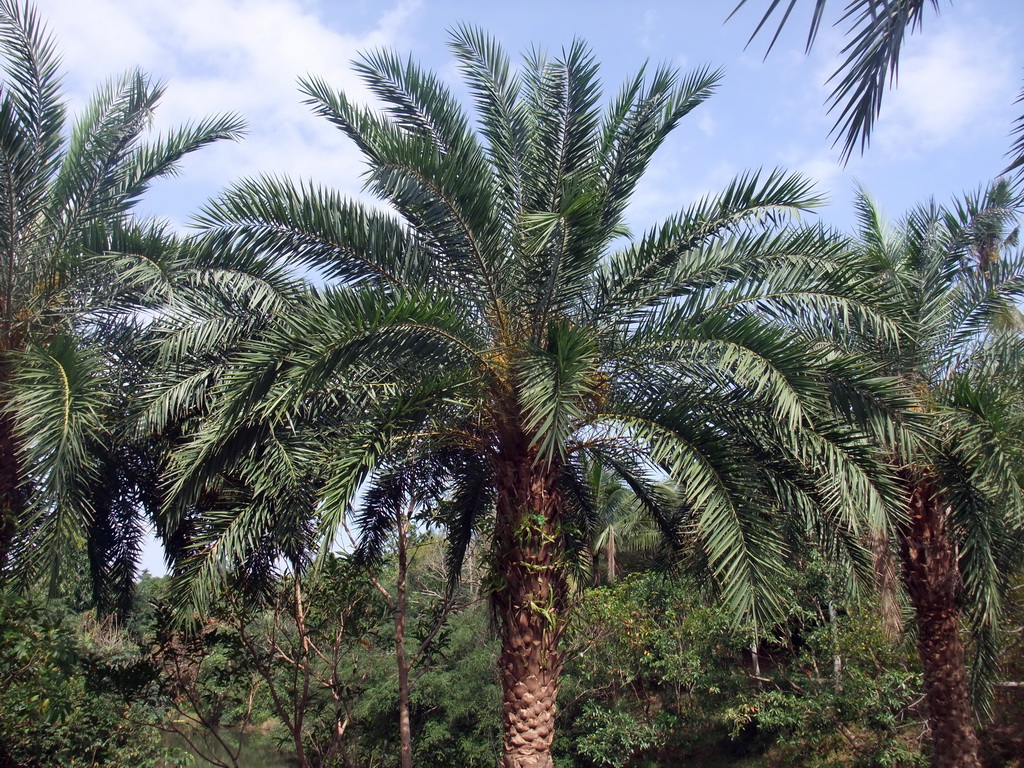 Palm trees at the Xinglong Tropical Garden