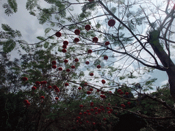 Lampions in a tree at the Xinglong Tropical Garden