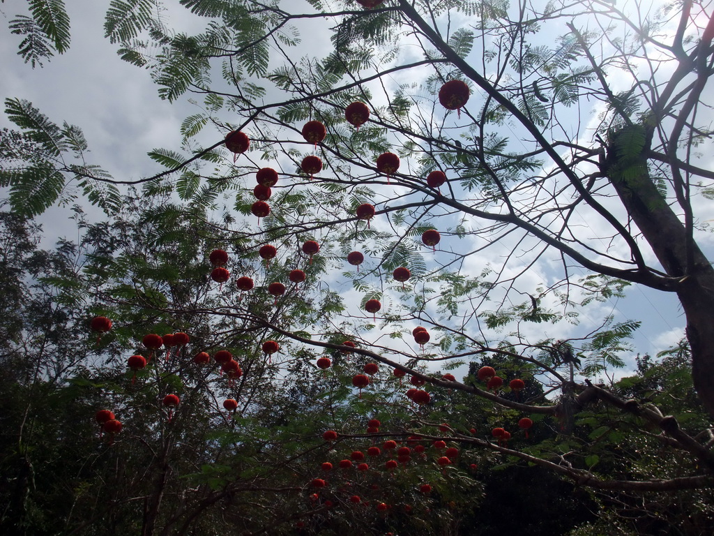 Lampions in a tree at the Xinglong Tropical Garden