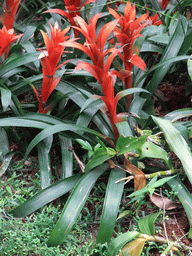 Flowers at the Xinglong Tropical Garden