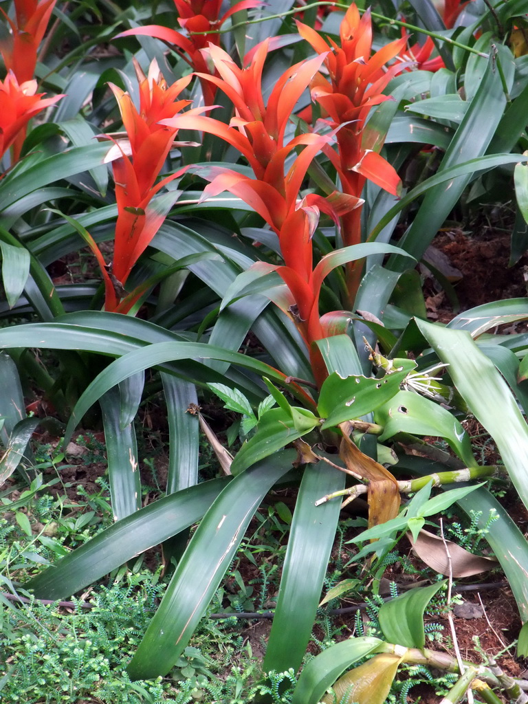 Flowers at the Xinglong Tropical Garden