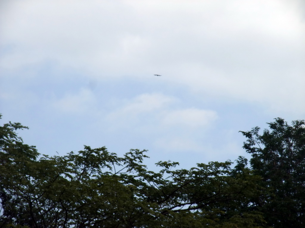 Bird of prey flying above the trees at Xinglong Tropical Garden