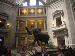 Stuffed elephant at the Rotunda of the National Museum of Natural History