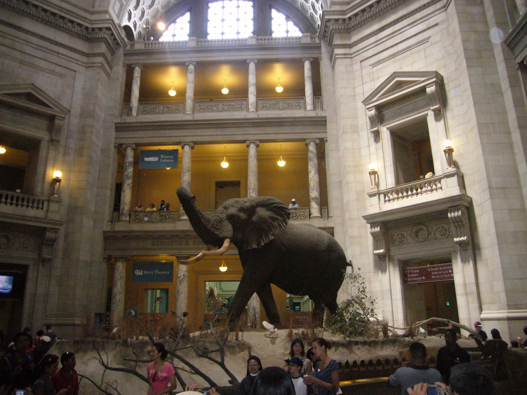Stuffed elephant at the Rotunda of the National Museum of Natural History