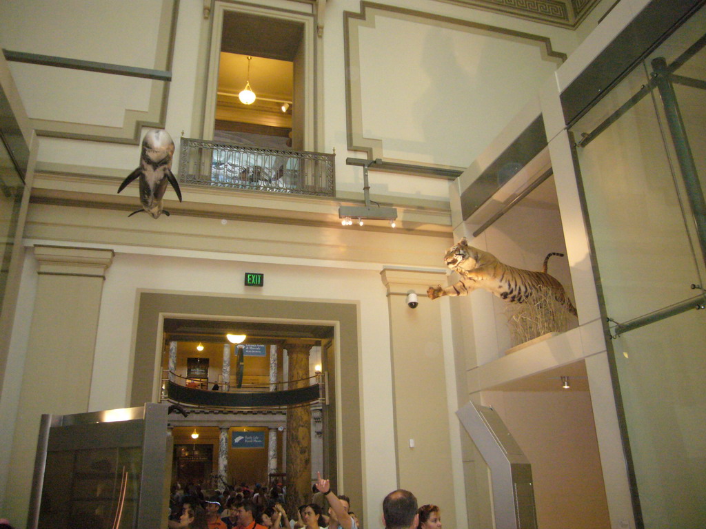 A tiger and a dolphin in the Mammal Hall of the National Museum of Natural History