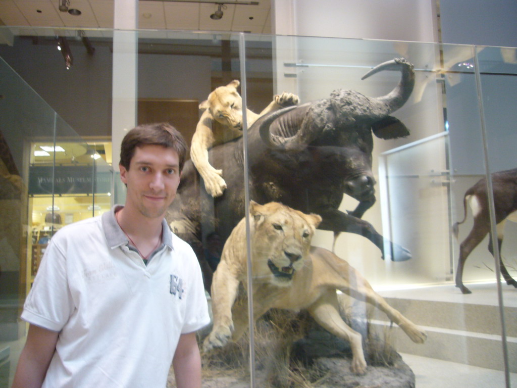 Tim with stuffed lions and ox in the National Museum of Natural History