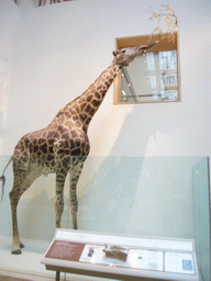 Stuffed giraffe in the National Museum of Natural History