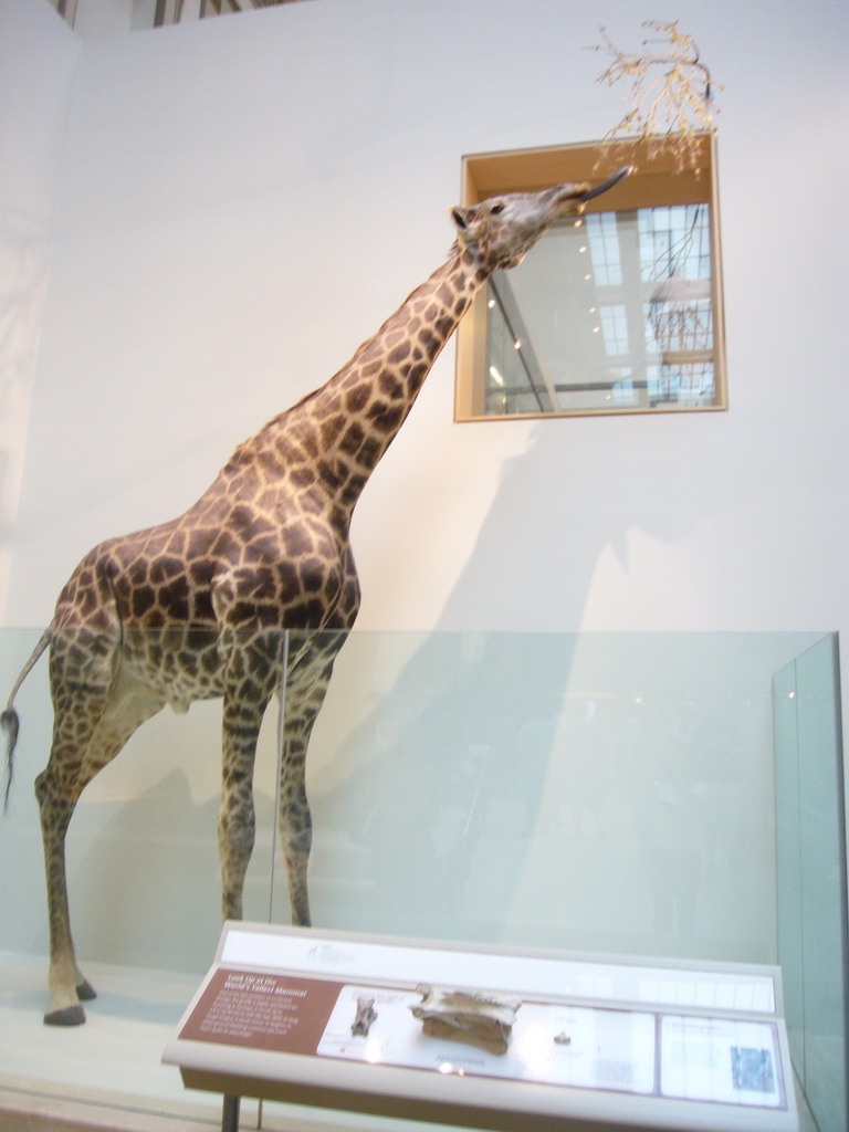 Stuffed giraffe in the National Museum of Natural History