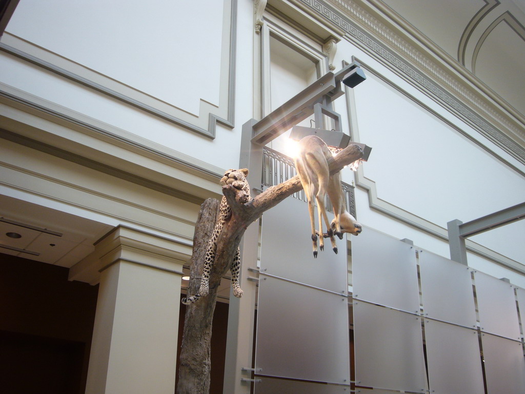 Stuffed leopard and deer in the National Museum of Natural History