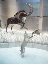Stuffed lynx, bird and deer in the National Museum of Natural History