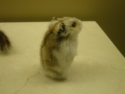 Stuffed hamster in the National Museum of Natural History