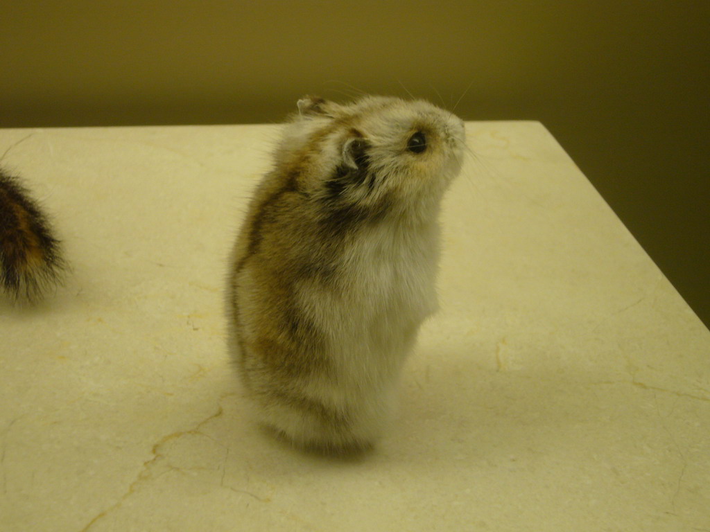 Stuffed hamster in the National Museum of Natural History