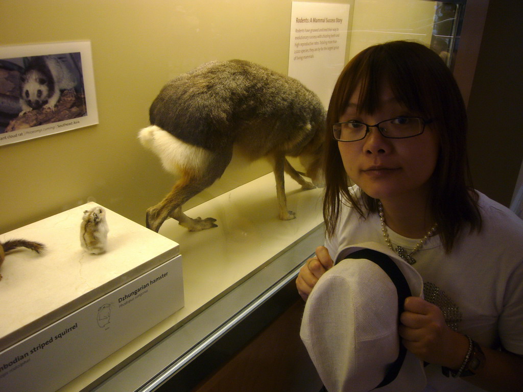 Miaomiao and a stuffed hamster in the National Museum of Natural History
