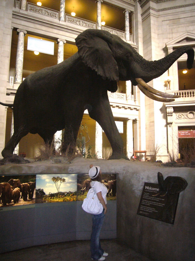 Miaomiao with the stuffed elephant at the Rotunda of the National Museum of Natural History