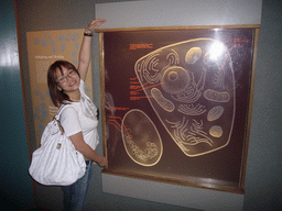 Miaomiao with a poster on a eukaryotic cell in the National Museum of Natural History