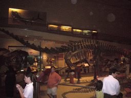 Dinosaur skeletons in the National Museum of Natural History