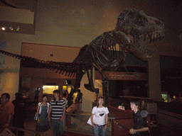 Skeleton of a Tyrannosaurus Rex in the National Museum of Natural History