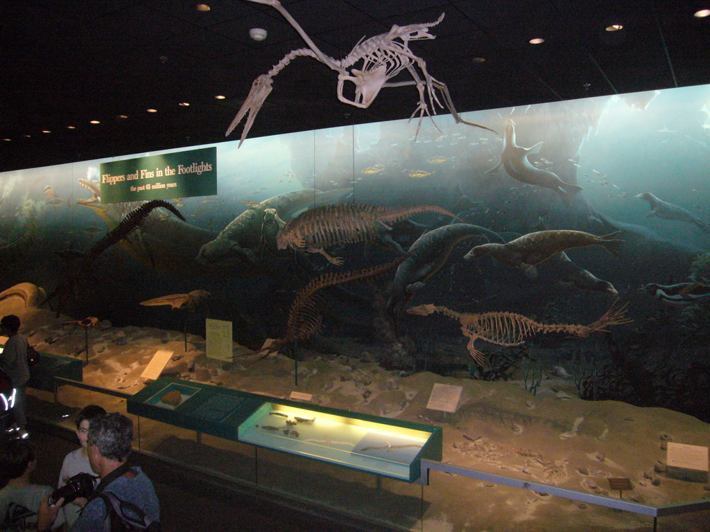 Skeletons of a bird and sea animals in the National Museum of Natural History