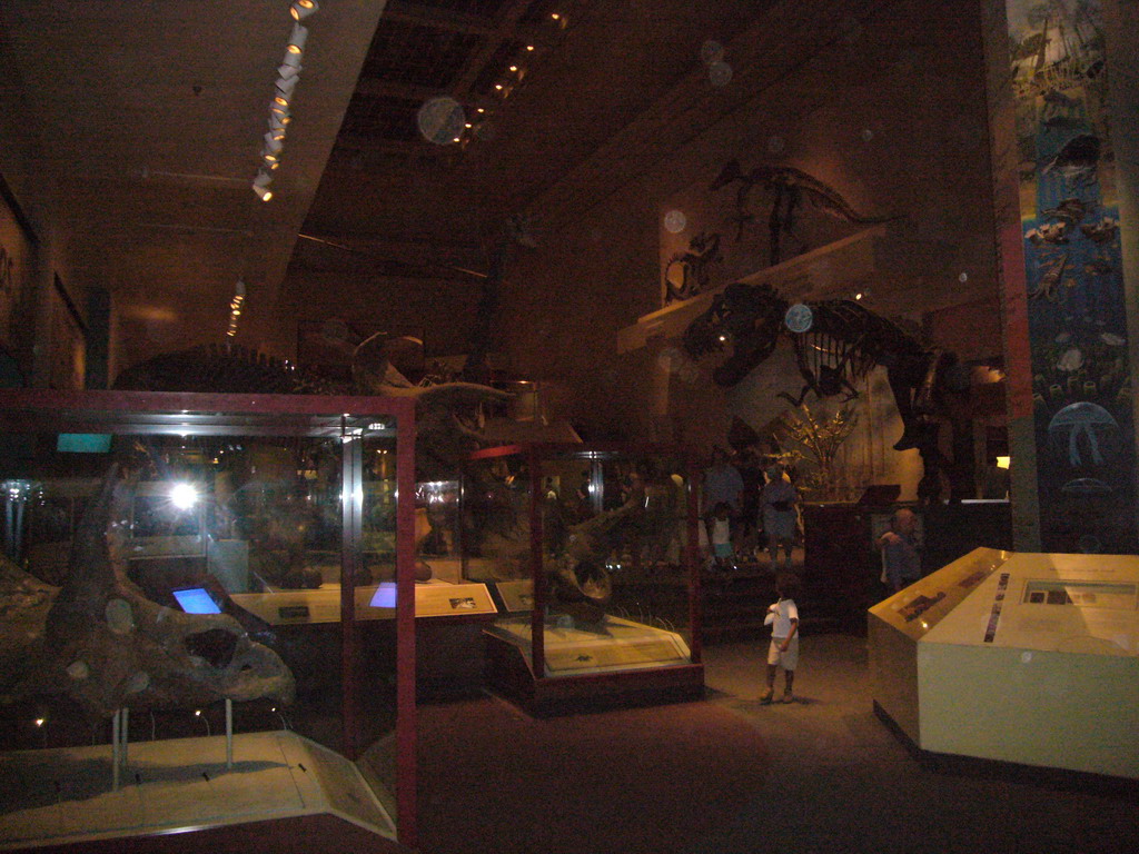 Dinosaur skeletons in the National Museum of Natural History