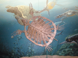 Skeleton of a turtle in the National Museum of Natural History