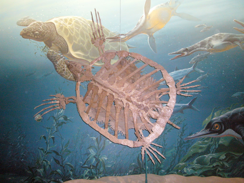 Skeleton of a turtle in the National Museum of Natural History