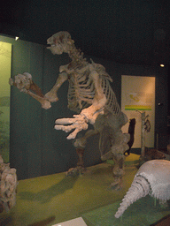 Animal skeleton in the National Museum of Natural History