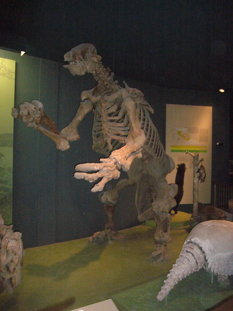 Animal skeleton in the National Museum of Natural History