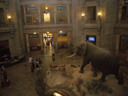 The stuffed elephant at the Rotunda of the National Museum of Natural History