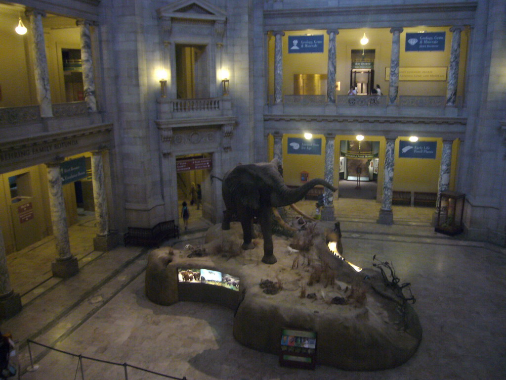 The stuffed elephant at the Rotunda of the National Museum of Natural History