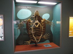 Skeleton of a turtle in the National Museum of Natural History