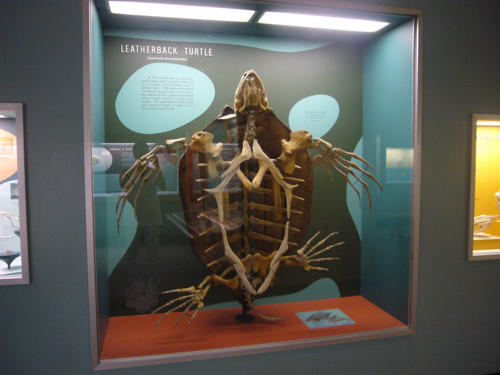 Skeleton of a turtle in the National Museum of Natural History