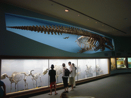 Skeletons of a whale and other animals in the National Museum of Natural History