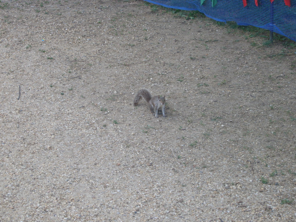 Squirrel at the National Mall