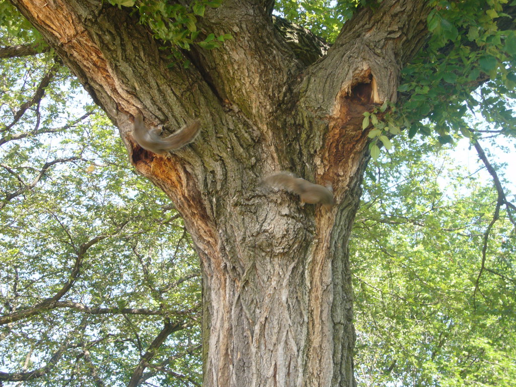 Squirrels in a tree at the National Mall