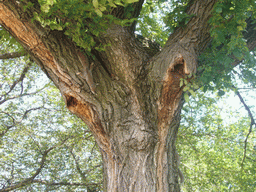 Squirrels in a tree at the National Mall