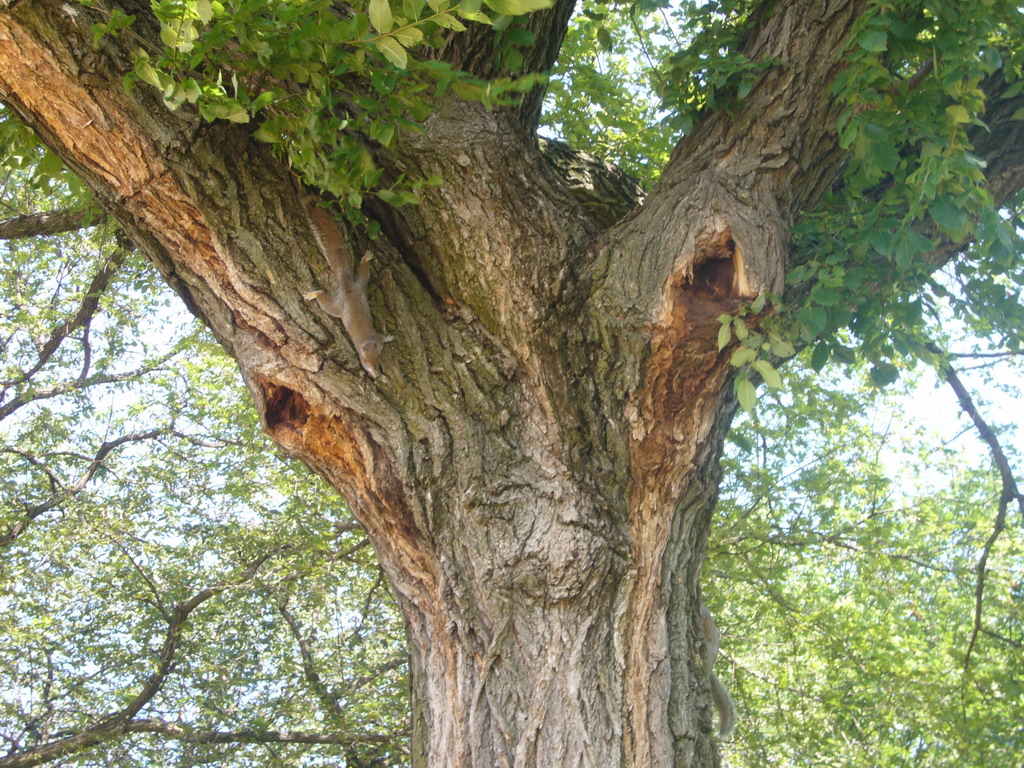 Squirrels in a tree at the National Mall