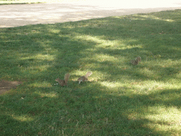 Squirrels at the National Mall
