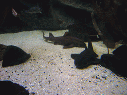 Sharks in the National Aquarium