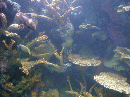 Fish in the National Aquarium