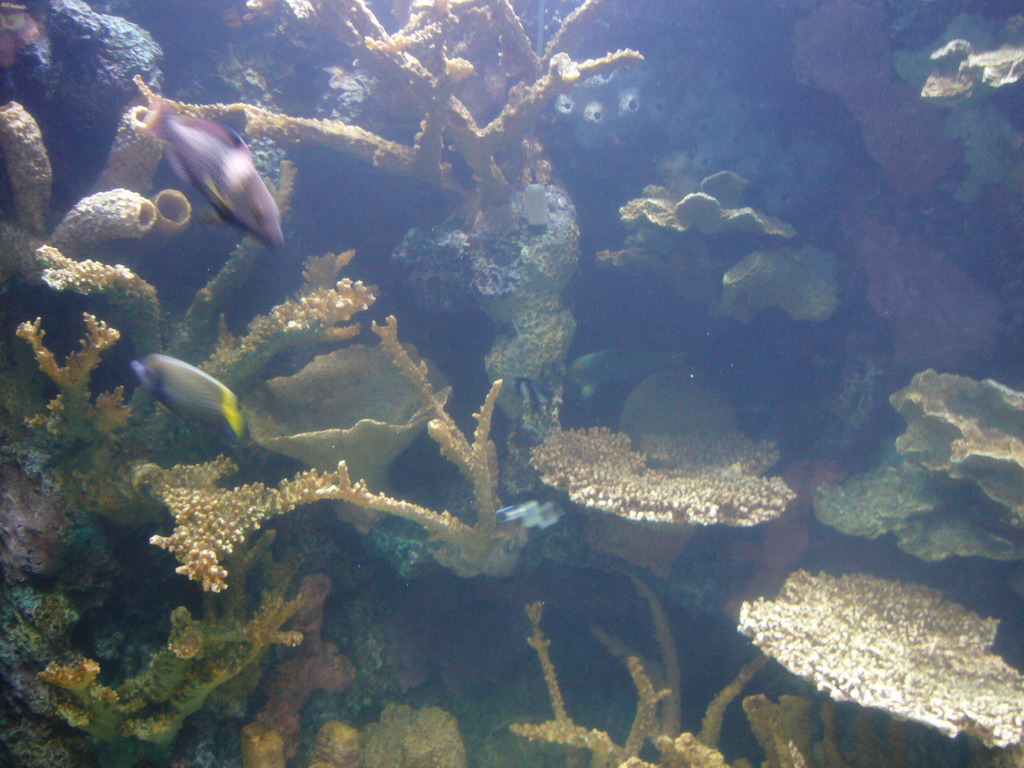 Fish in the National Aquarium