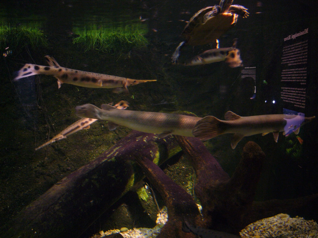 Fish in the National Aquarium