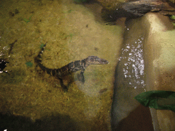 Crocodile in the National Aquarium
