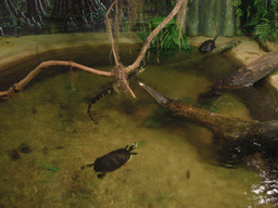 Turtles and a crocodile in the National Aquarium