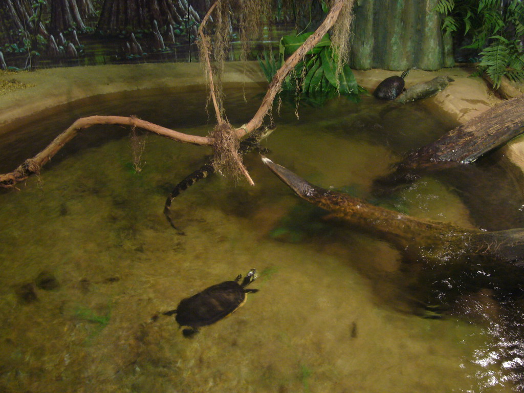 Turtles and a crocodile in the National Aquarium