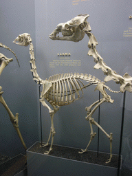 Skeleton of a llama in the National Museum of Natural History