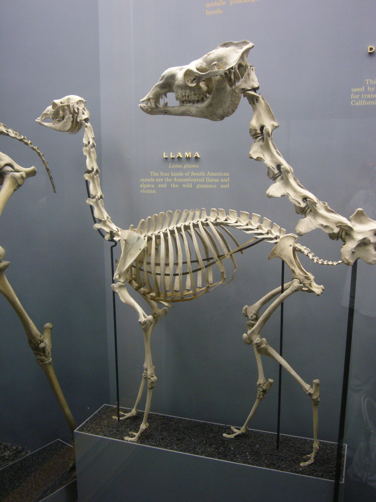 Skeleton of a llama in the National Museum of Natural History