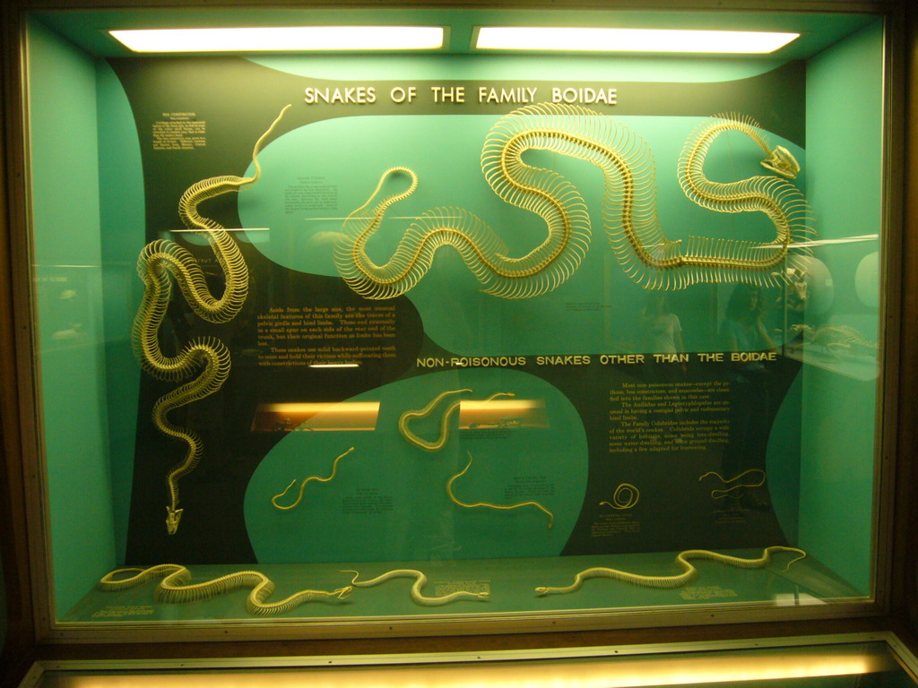 Skeletons of snakes in the National Museum of Natural History